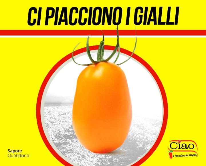 Il pomodoro Giallo