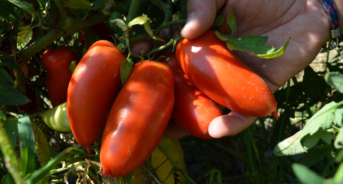 pomodori pelati